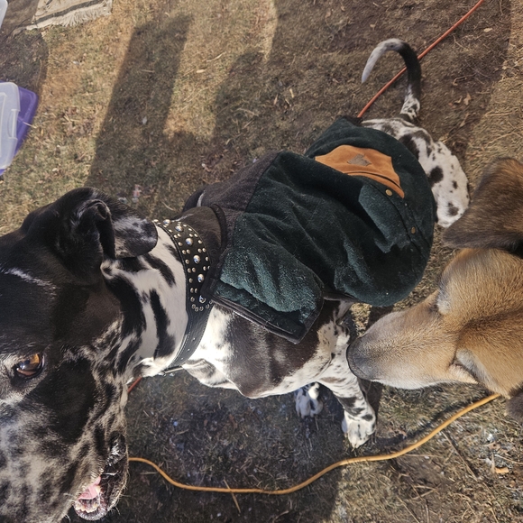 Assortment Of Large Breed Dog Coats And Pyjamas - Picture 10 of 15